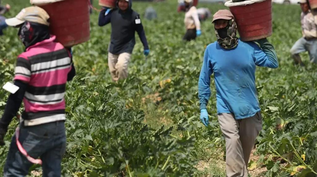The high cost of luxury: addressing migrant worker abuses in French viticulture