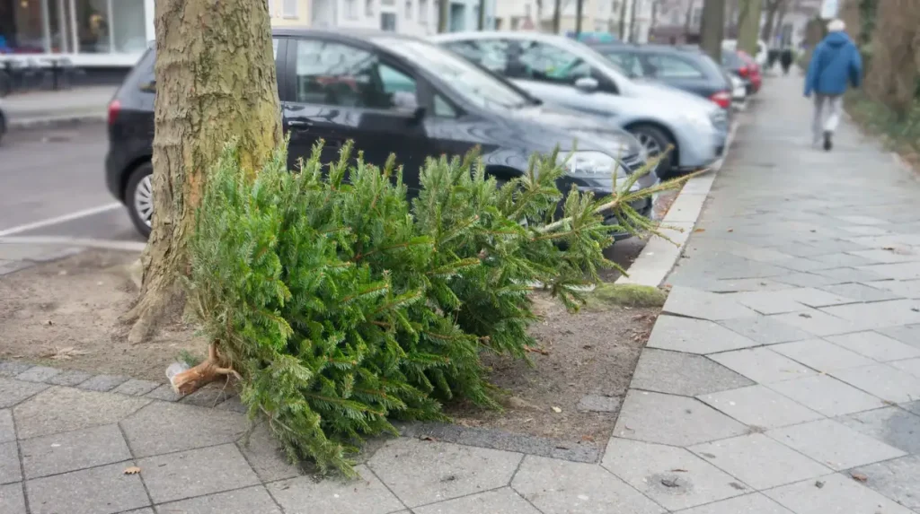 Comment se débarrasser de votre sapin de Noël en France en 2026